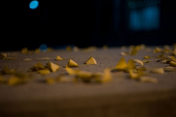 L1006919.jpg