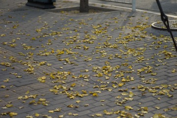 L1006899.jpg