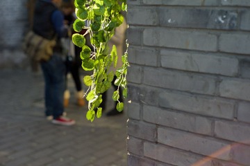 L1007035.jpg