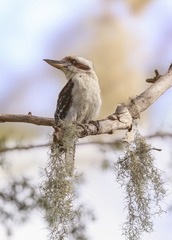 Kookaburra