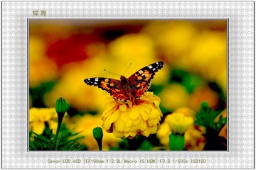 aIMG_0423.JPG