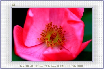 aIMG_0457a.JPG