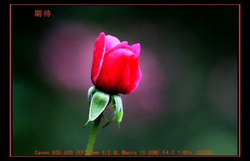 aIMG_0462a.JPG