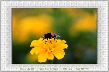 aIMG_0478a.JPG