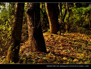 DSC_0163.jpg