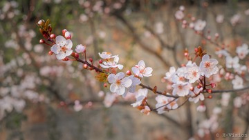 雅致