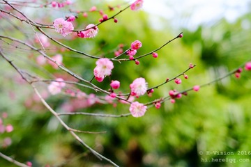 春梅