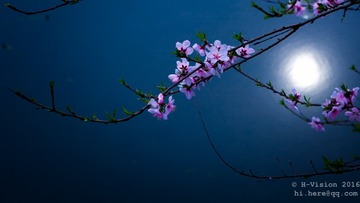 桃花雅韵