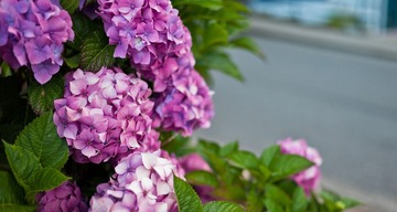 L1001600.jpg