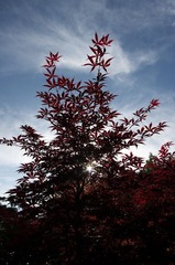 IMGP1055.jpg