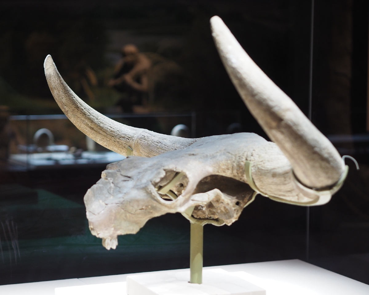 [旧石器时代] 牛头化石 宁夏博物馆藏