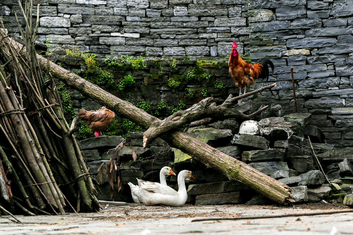 鹅湖山下稻梁肥豚栅鸡栖半掩扉