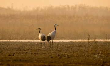 _DSC1371