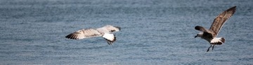IMG_0959.jpg