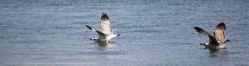 IMG_0960.jpg