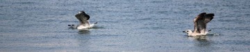 IMG_0961.jpg