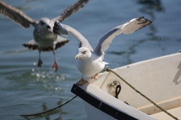 IMG_0989.jpg
