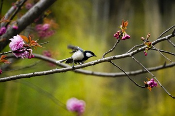 远东山雀-小车河-20160330-LXL (1)
