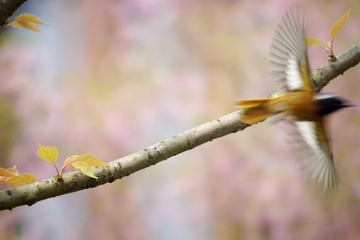 _dsc2928046