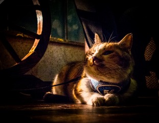IMG_7078-编辑