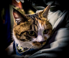 IMG_7084-编辑