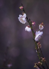_IGP5036