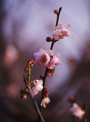 _IGP5049