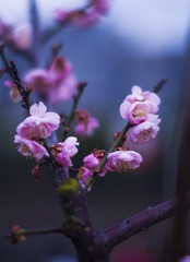 _IGP5265