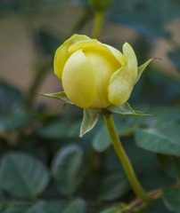 A (6)