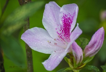 _IGP9559