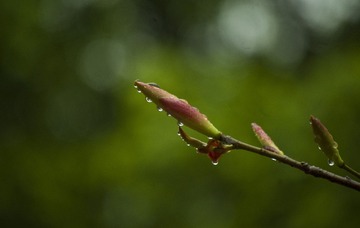 _IGP9746