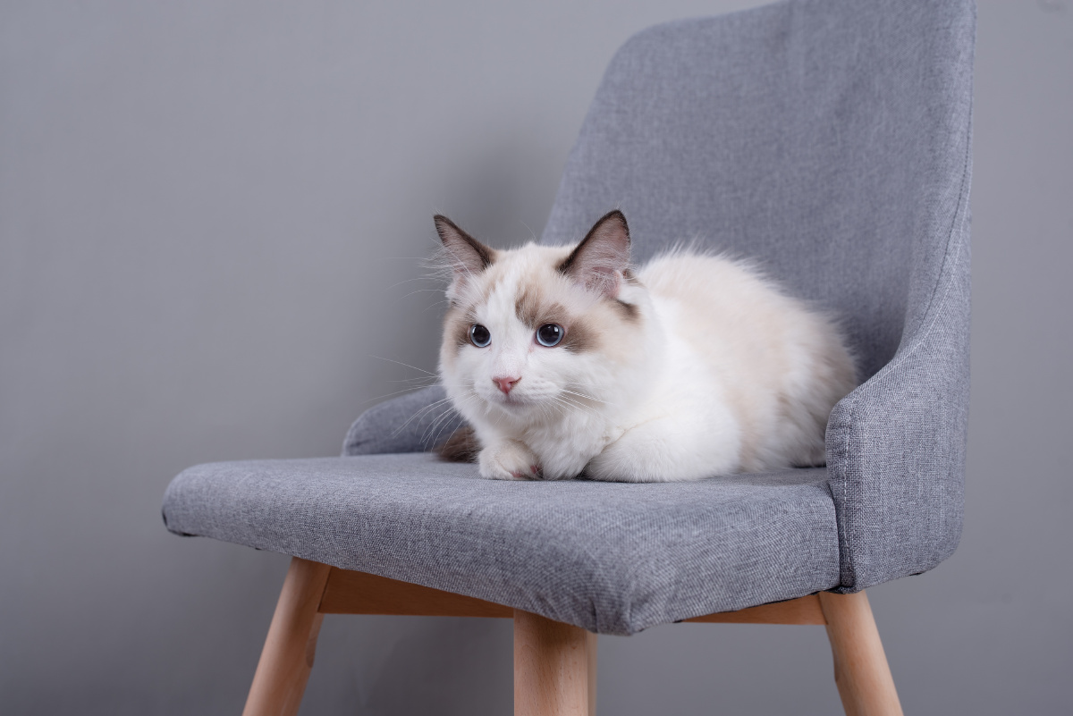 薛定谔的猫_o - 图虫