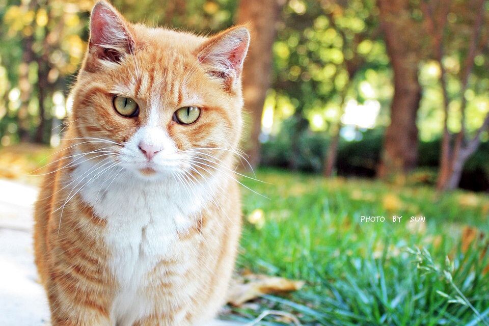 21号楼南墙下晒暖的猫~<br />

