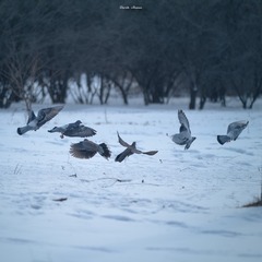 DSC_4468-2sfm_2