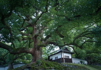 DSC_7919_tsfm青莲院