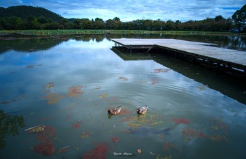 DSC_8186_tsfm大沢池