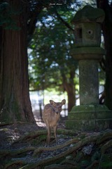 DSC_6334_tsfm