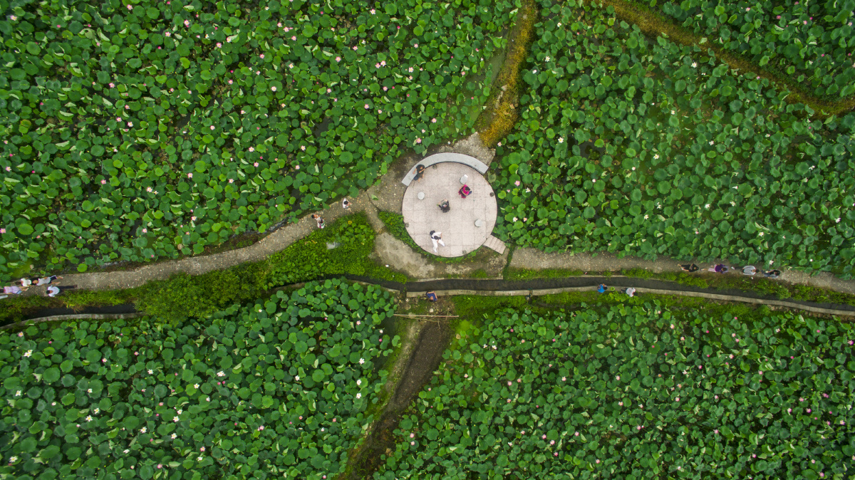 江西广昌驿前镇万亩莲塘航拍图 - 风光, 江西, 航