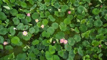 DJI_0039