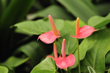 _DSC8580.jpg