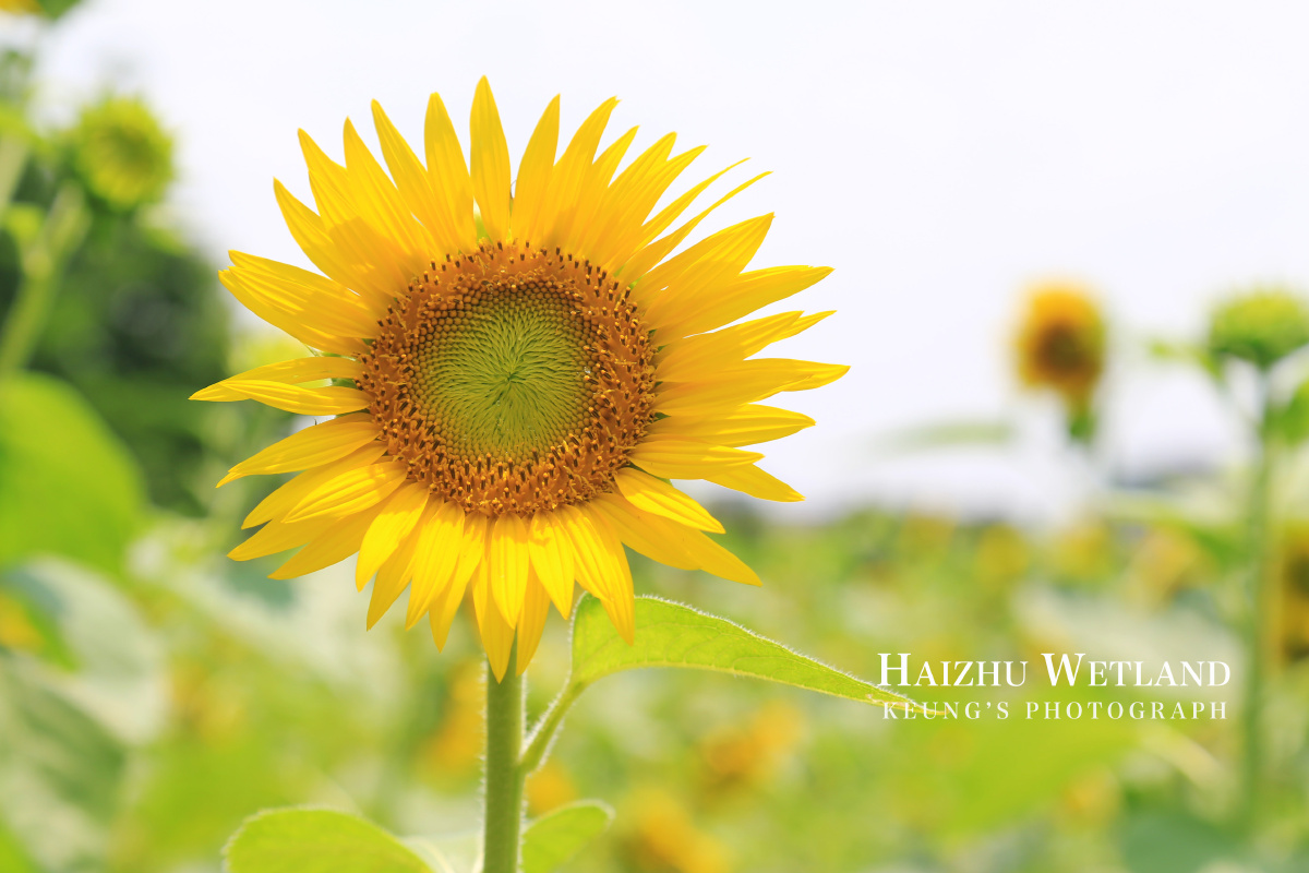 海珠湿地记-向日葵 - 阿强keung - 图虫