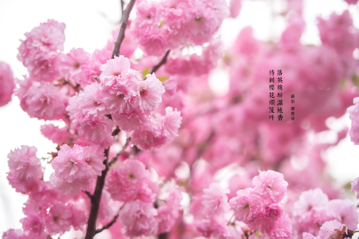 海珠湿地记待到樱花烂漫时