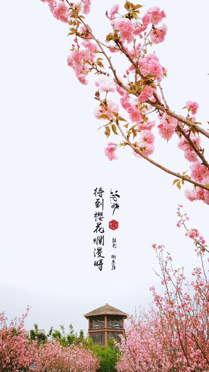 海珠湿地记待到樱花烂漫时