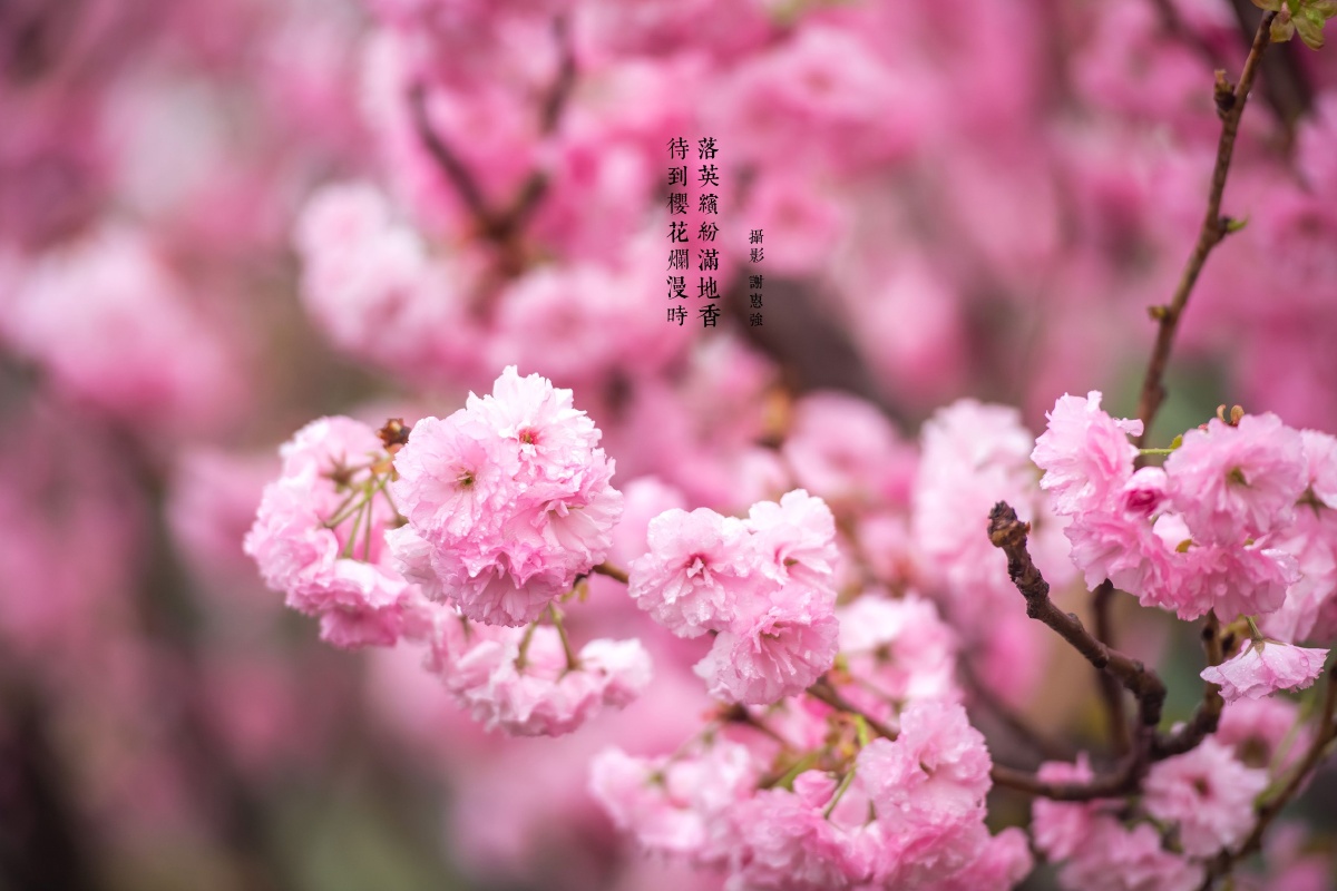 海珠湿地记待到樱花烂漫时