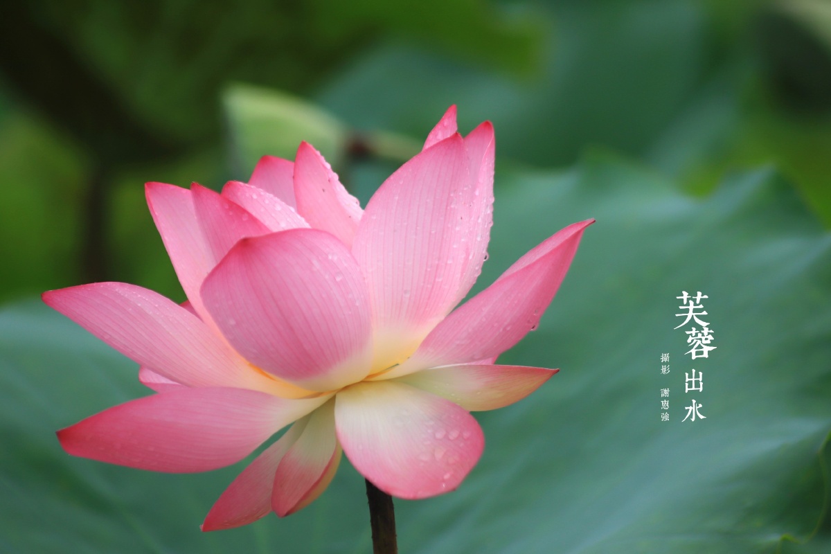 海珠湿地记出水芙蓉恩泽雨露