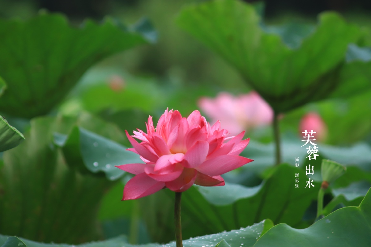 海珠湿地记出水芙蓉恩泽雨露