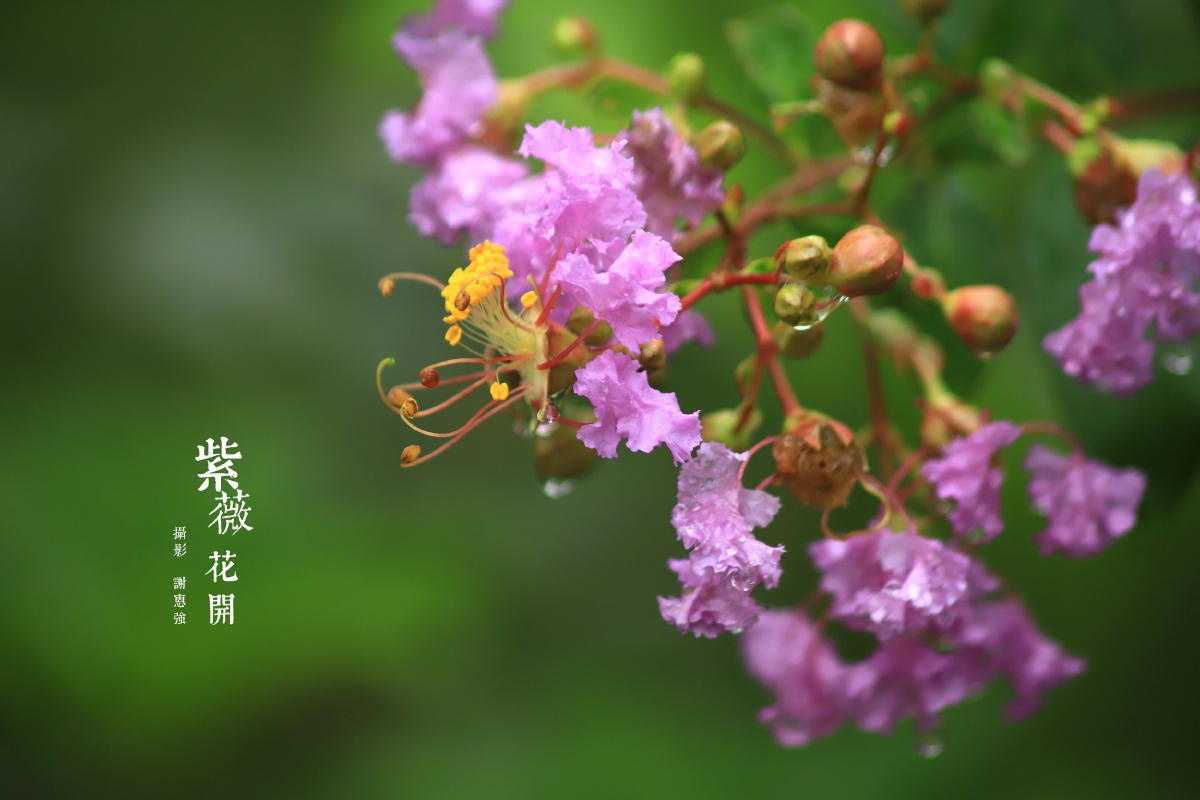 海珠湿地记出水芙蓉恩泽雨露