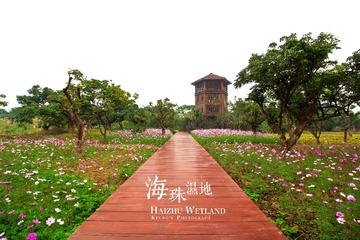 林洲白鹭花海1
