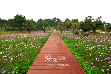 林洲白鹭花海2