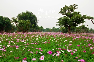 林洲白鹭花海3